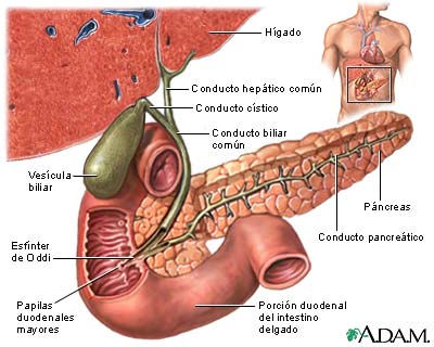 Ves&iacute;cula biliar