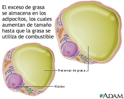 Lipocitos (c&eacute;lulas grasas)