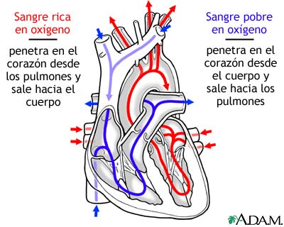 Circulaci&oacute;n de la sangre a trav&eacute;s del coraz&oacute;n