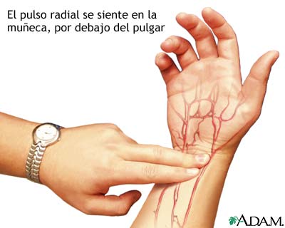 Pulso radial