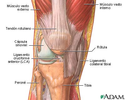 Estructura de las articulaciones