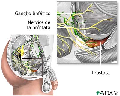 Anatom&iacute;a normal