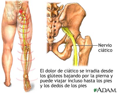 Nervio ci&aacute;tico