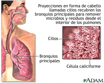 Cilios respiratorios