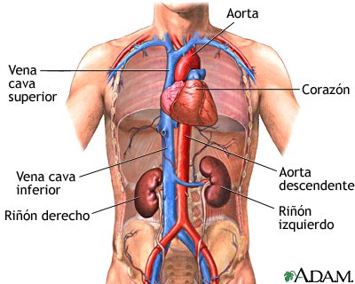 Funci&oacute;n renal