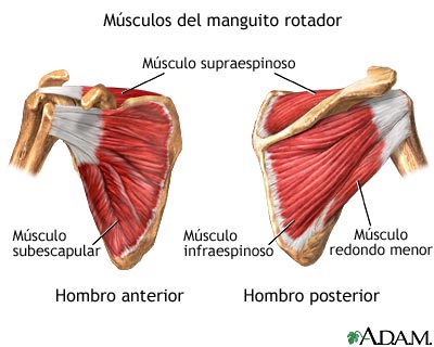M&uacute;sculos del manguito rotador