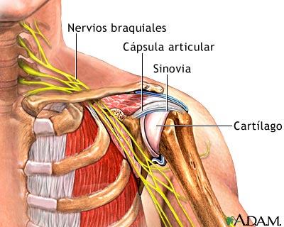 Articulaci&oacute;n del hombro