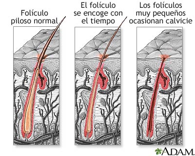 Fol&iacute;culo piloso