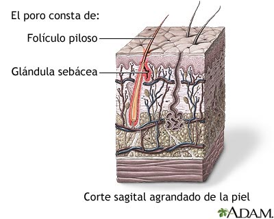 Gl&aacute;ndulas seb&aacute;ceas de los fol&iacute;culos pilosos