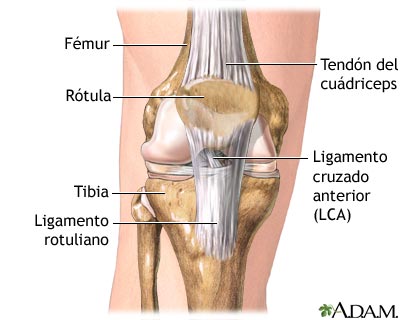 Anatom&iacute;a normal