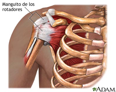 Anatom&iacute;a normal