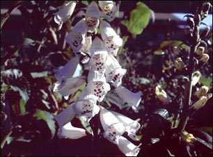 Digital (Digitalis purpurea)