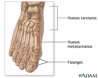 Anatom&iacute;a normal
