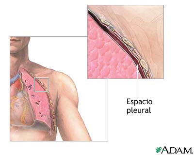 Anatom&iacute;a normal
