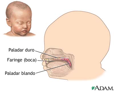 Anatom&iacute;a normal