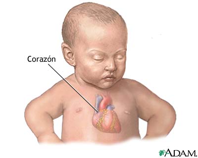 Anatom&iacute;a normal