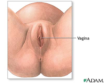 Anatom&iacute;a normal