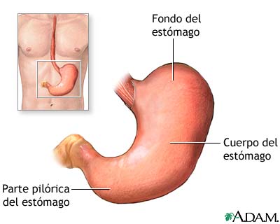 Anatom&iacute;a normal