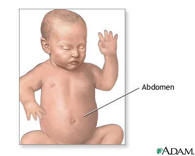 Anatom&iacute;a normal