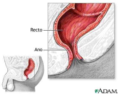 Anatom&iacute;a normal