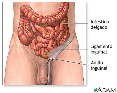 Anatom&iacute;a normal
