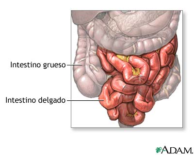 Anatom&iacute;a normal