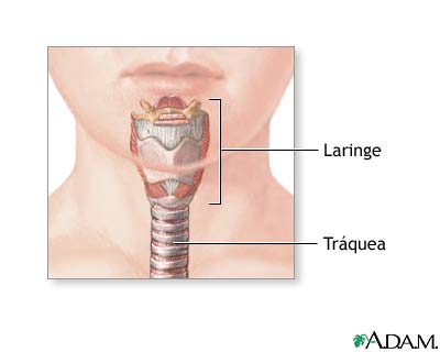 Anatom&iacute;a normal
