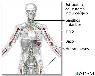 Estructuras del sistema inmunol&oacute;gico