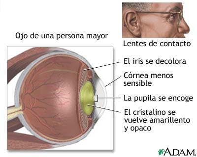 Anatom&iacute;a de un ojo envejecido
