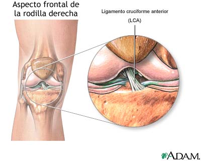 Anatom&iacute;a de una rodilla normal