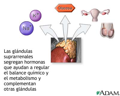 Secreci&oacute;n hormonal de las gl&aacute;ndulas suprarrenales