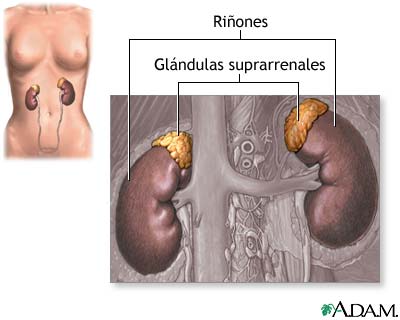 Gl&aacute;ndulas suprarrenales