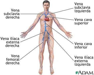 Venas profundas