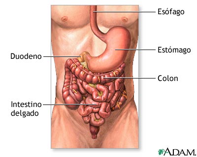 Anatom&iacute;a digestiva inferior