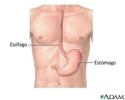 Anatom&iacute;a del es&oacute;fago y del est&oacute;mago