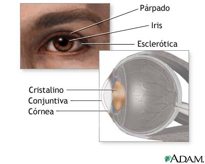 Anatom&iacute;a del cristalino del ojo