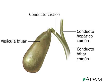 Anatom&iacute;a de la ves&iacute;cula biliar
