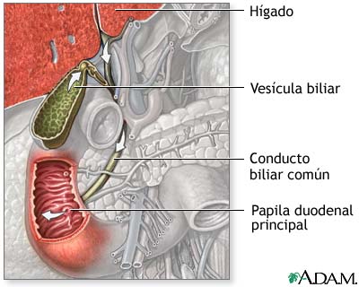 Trayecto de la bilis