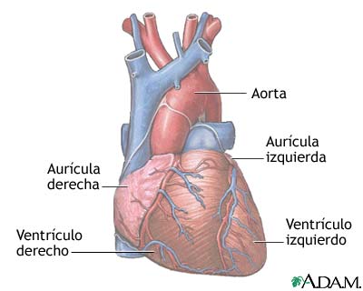 Anatom&iacute;a normal del coraz&oacute;n