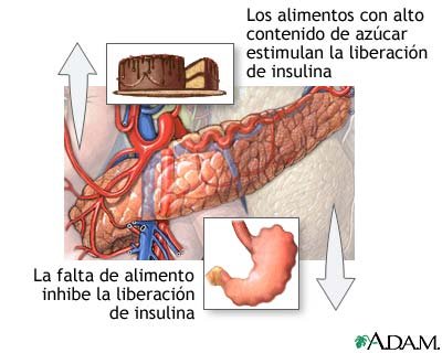 Liberaci&oacute;n de insulina y alimentos