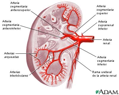 Suministro sangu&iacute;neo del ri&ntilde;&oacute;n