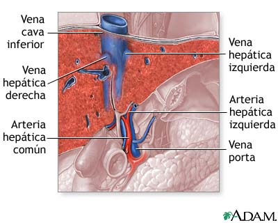 Suministro sangu&iacute;neo del h&iacute;gado