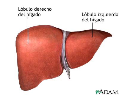 Anatom&iacute;a del h&iacute;gado