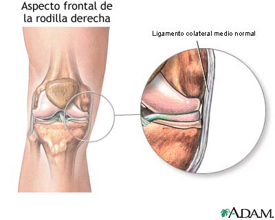 Ligamento medial colateral