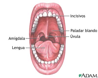 Anatom&iacute;a de la boca