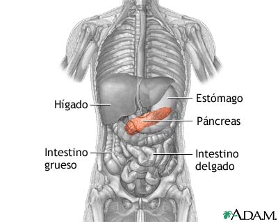 P&aacute;ncreas