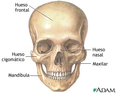 Anatom&iacute;a del cr&aacute;neo