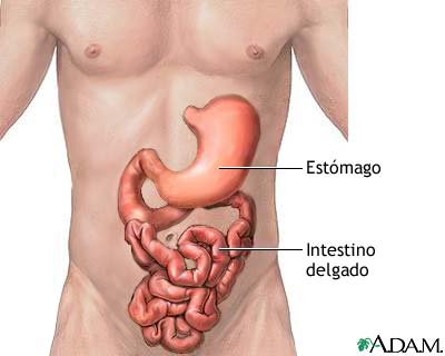 Est&oacute;mago e intestino delgado