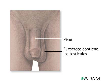 Anatom&iacute;a testicular