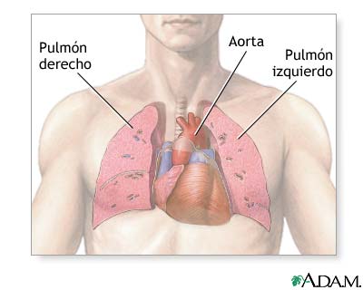 &Oacute;rganos tor&aacute;cicos